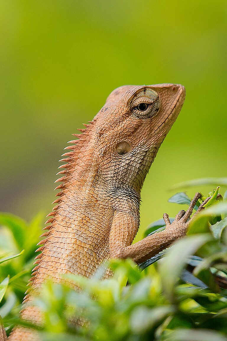 pexels-manab-jyoti-1043130-min